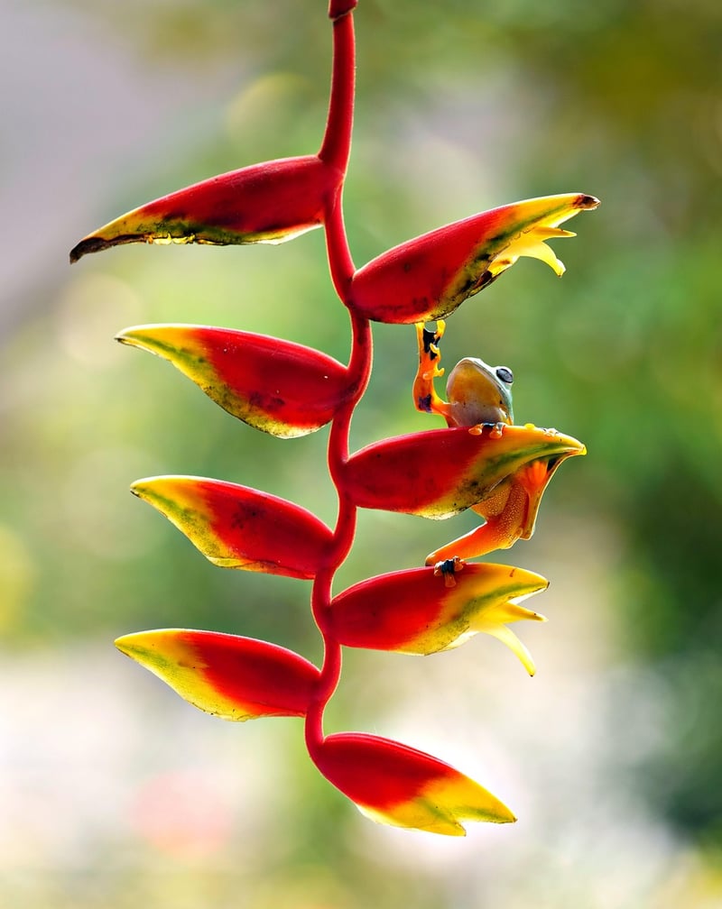 Nature Connection